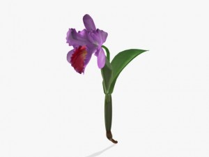 flower cattleya 3Dモデル