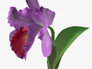 flower cattleya 3Dモデル