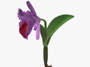 flower cattleya 3Dモデル