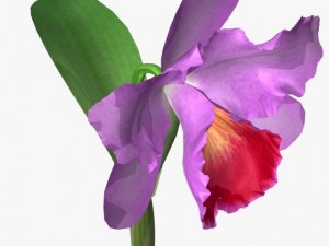flower cattleya 3Dモデル