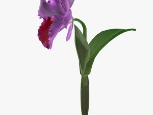 flower cattleya 3Dモデル