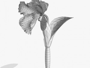 flower cattleya 3Dモデル
