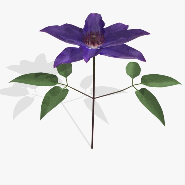 flower clematis 3D Model .c4d .max .obj .3ds .fbx .stl .blend 