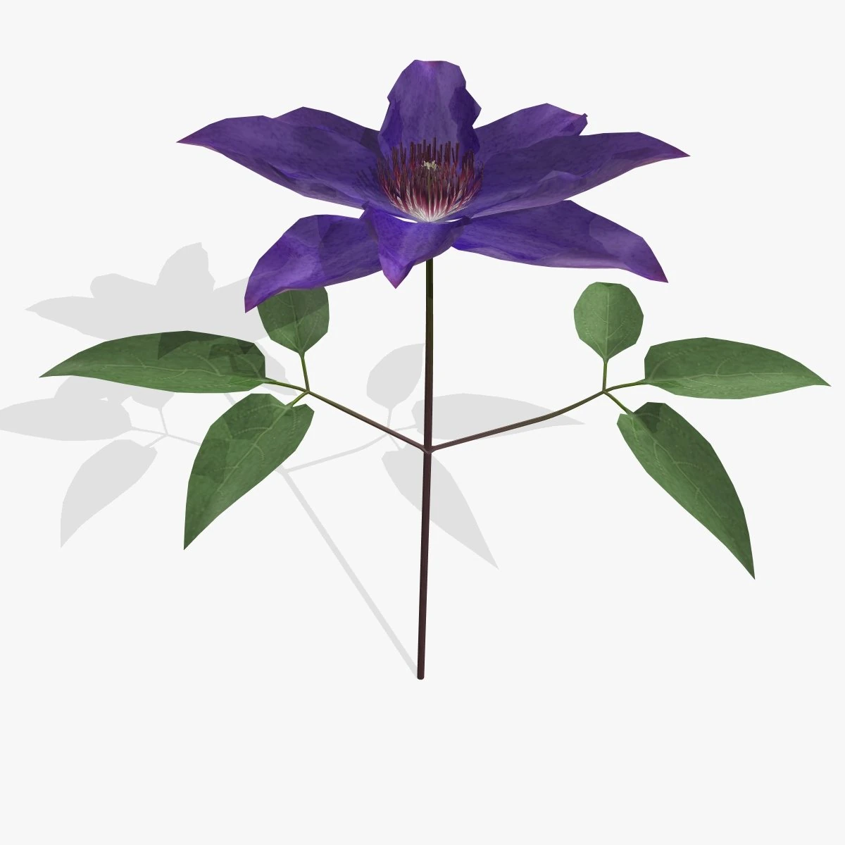 flower clematis 3D Model .c4d .max .obj .3ds .fbx .stl .blend 