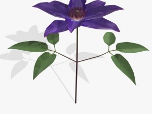flower clematis 3D मॉडल
