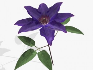 flower clematis 3D Model