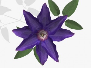 flower clematis 3D Model