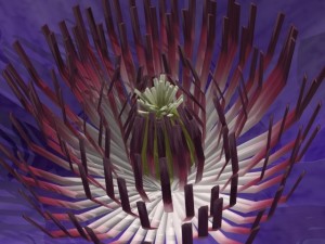 flower clematis 3D Model