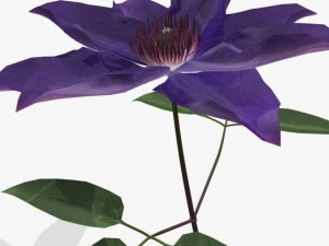 flower clematis 3D Model