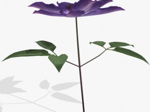 flower clematis 3D Model