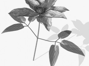 flower clematis 3D Model