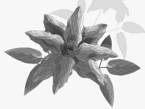 flower clematis 3D Model