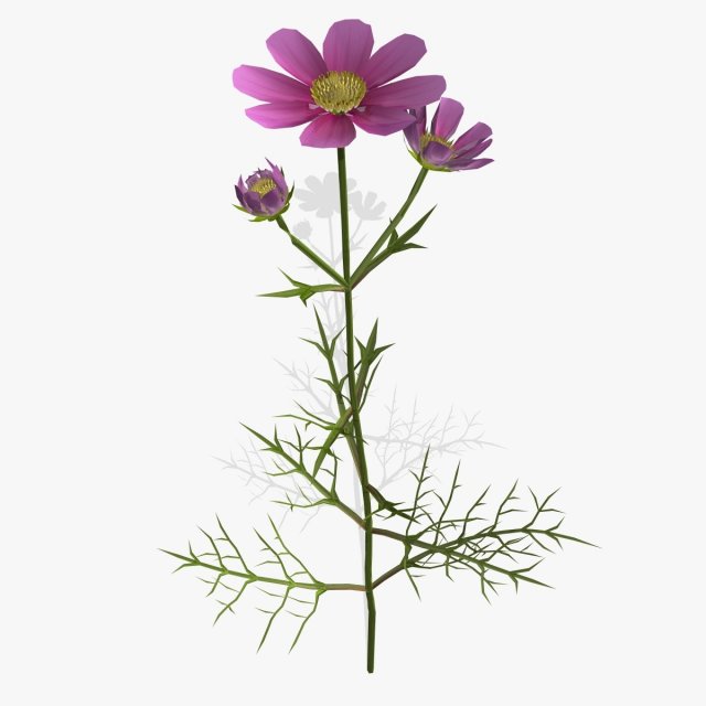 flower cosmos 3D Model .c4d .max .obj .3ds .fbx .stl .blend