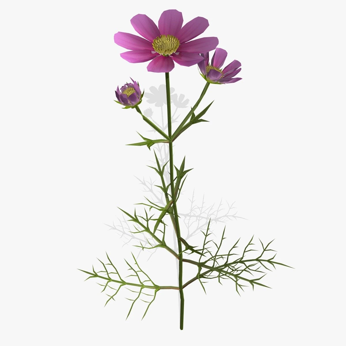 flower cosmos 3D Model .c4d .max .obj .3ds .fbx .stl .blend 