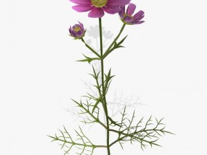 flower cosmos Modelo 3D