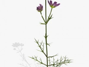flower cosmos 3D Model