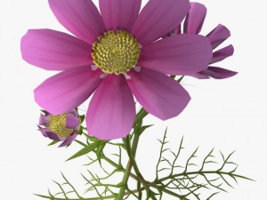 flower cosmos 3D Model