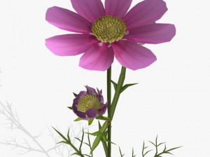 flower cosmos 3D Model