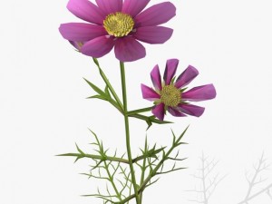 flower cosmos 3D Model