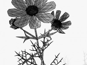 flower cosmos 3D Model