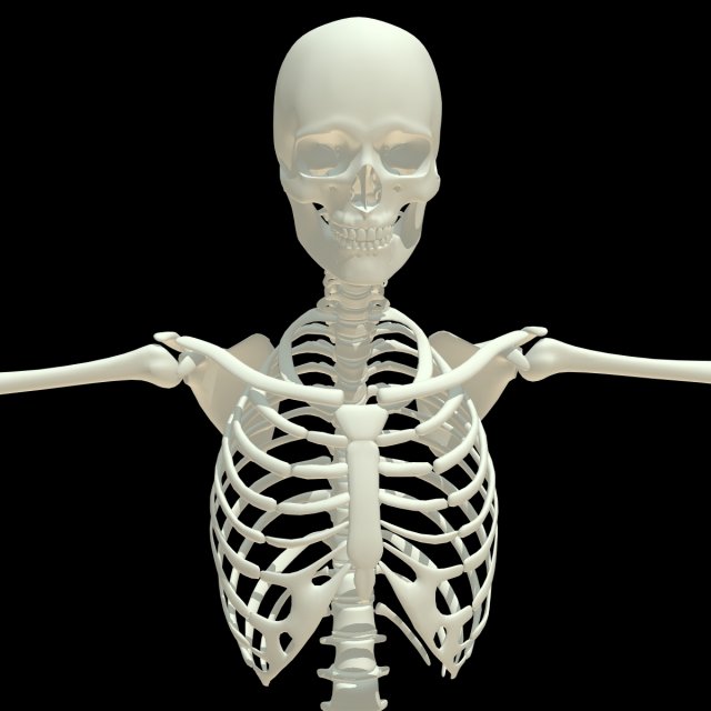 human skeleton 3D Model .c4d .max .obj .3ds .fbx .stl .blend 