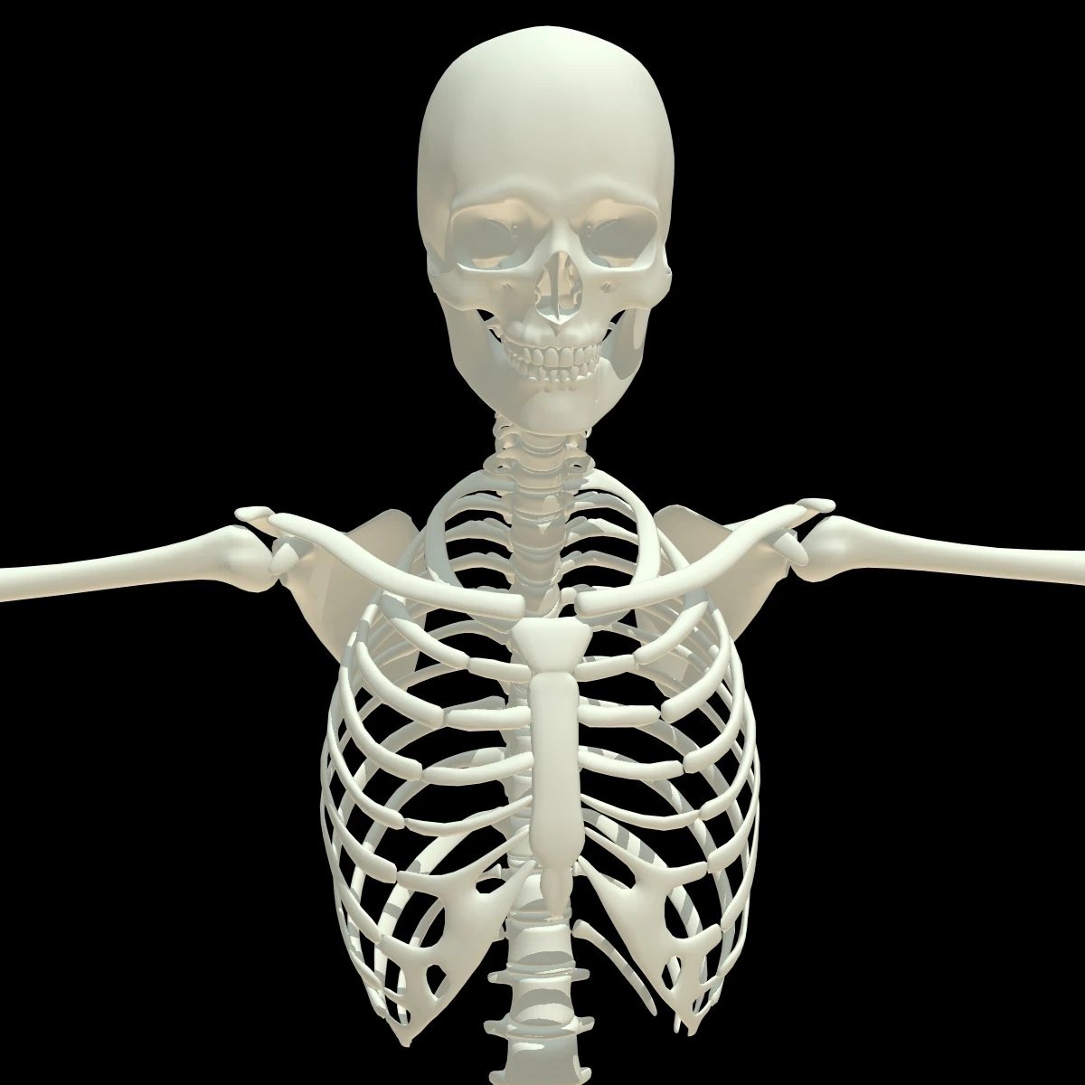 human skeleton 3D Model .c4d .max .obj .3ds .fbx .stl .blend 