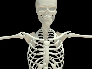human skeleton 3D Model