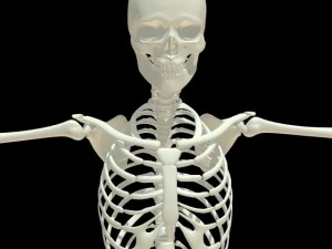 insan iskeleti 3D Model