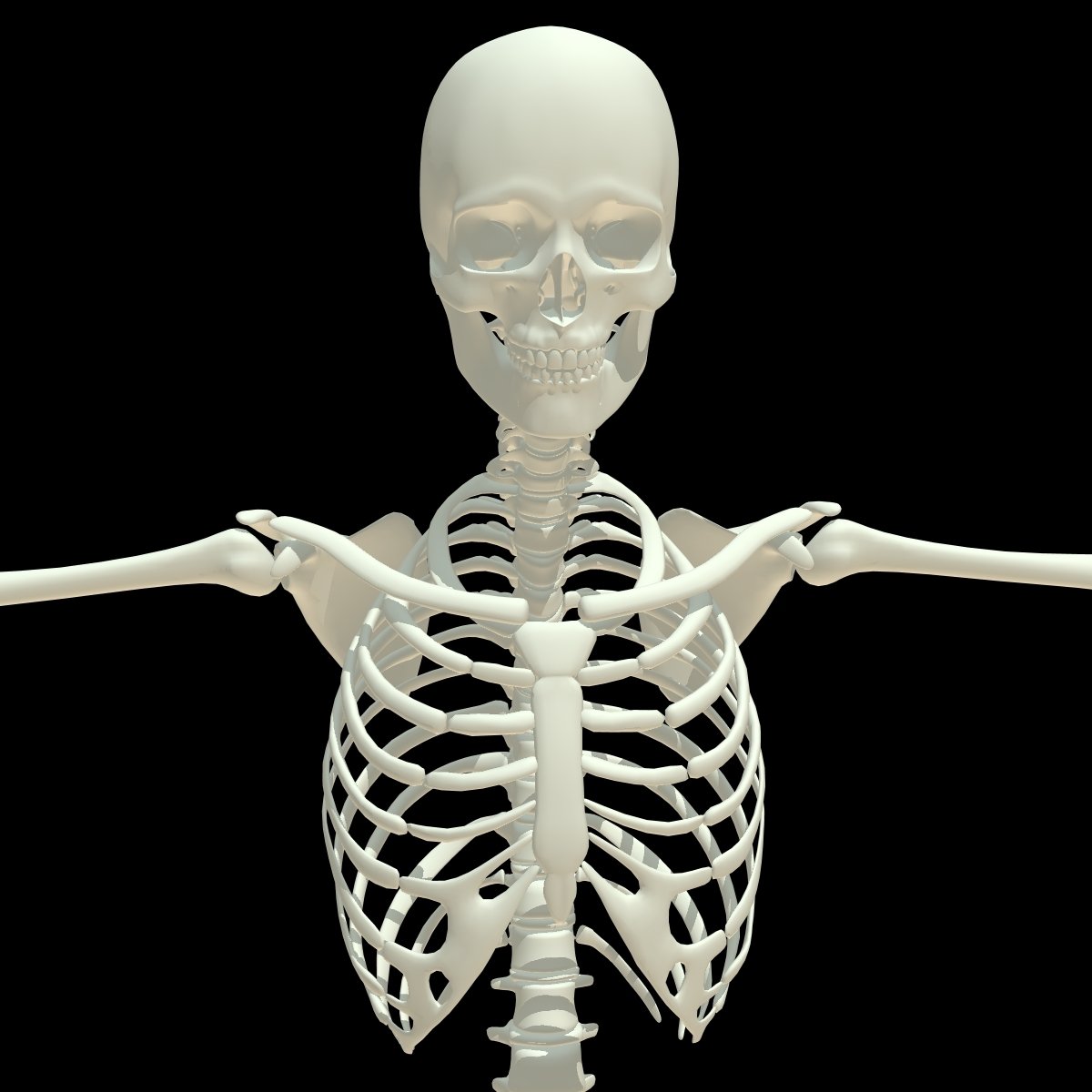 3d models skeleton. Скелет c4d. Human Skeleton 3d model. 3ds Max Skeleton. Скелет 3d анатомия.