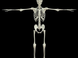 human skeleton 3D Model