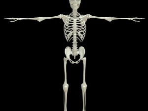 human skeleton 3D Model