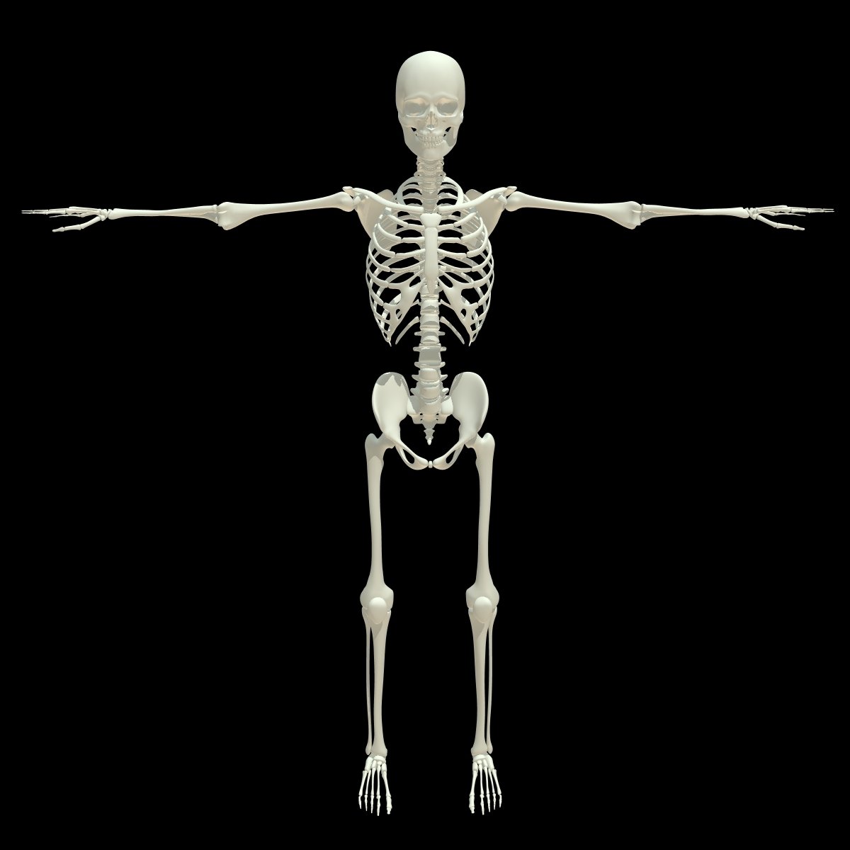 Human Skeleton 3d Model In Anatomy 3dexport