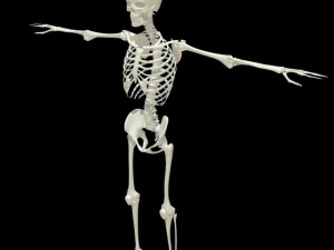 human skeleton 3D Model