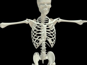 human skeleton 3D Model