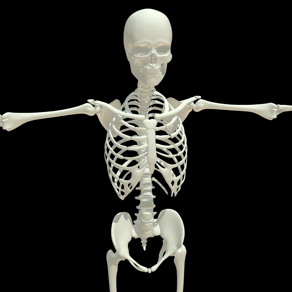 Три д скелет человека. Скелет человека. Женский скелет. Модель скелета. Скелет человека фото для детей.