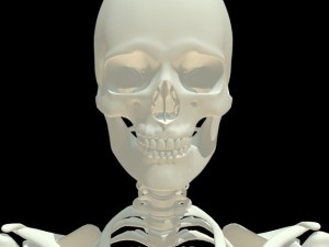 human skeleton 3D Model