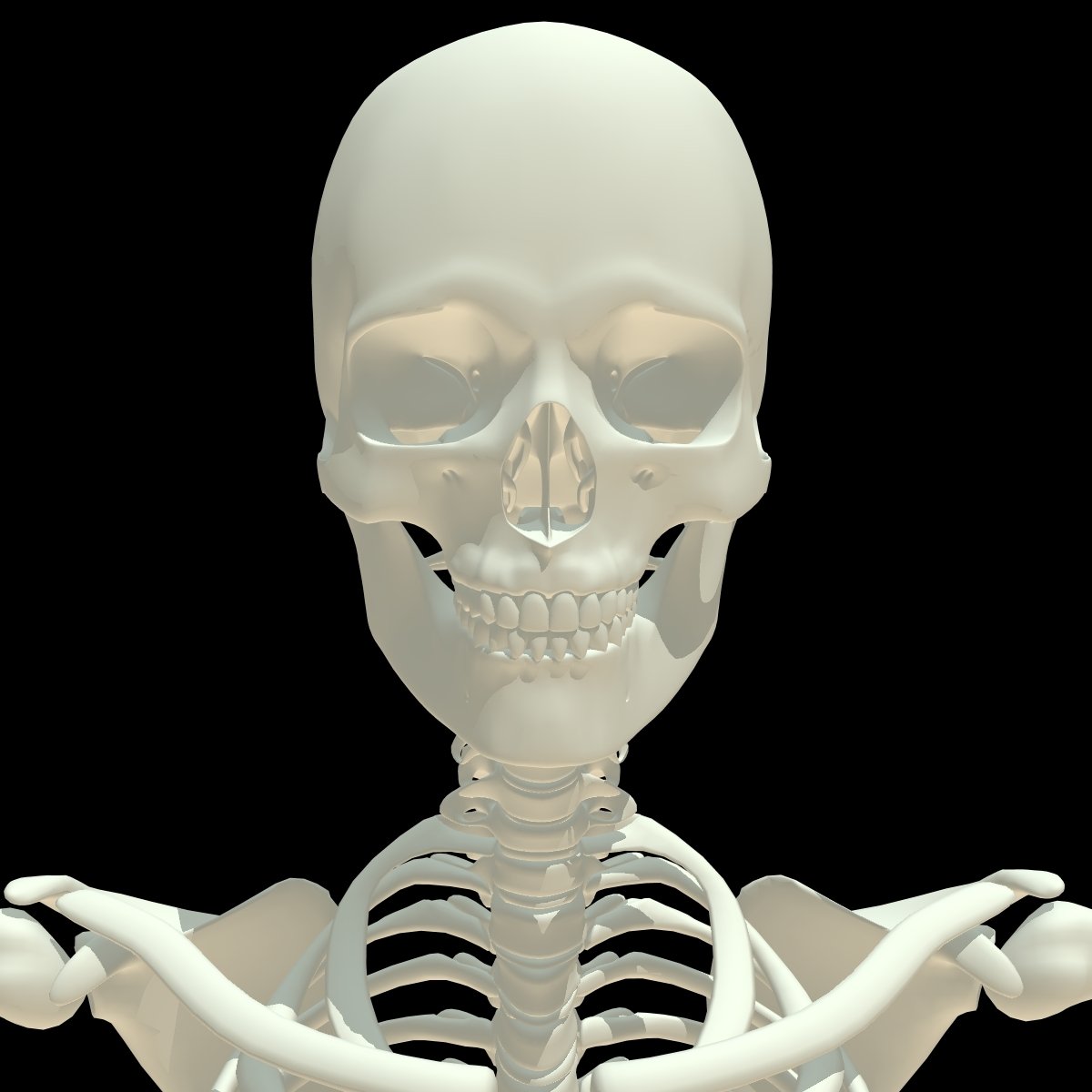 Три д скелет человека. Скелет 3d модель. Скелет человека 3d. Skalet 3 d. Скелет человека 3д анимация.