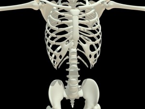 human skeleton 3D Model