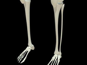human skeleton 3D Model