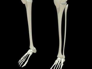 human skeleton 3D Model