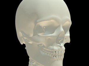 human skeleton 3D Model