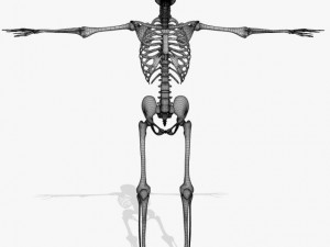 human skeleton 3D Model