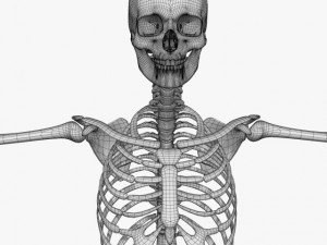 human skeleton 3D Model