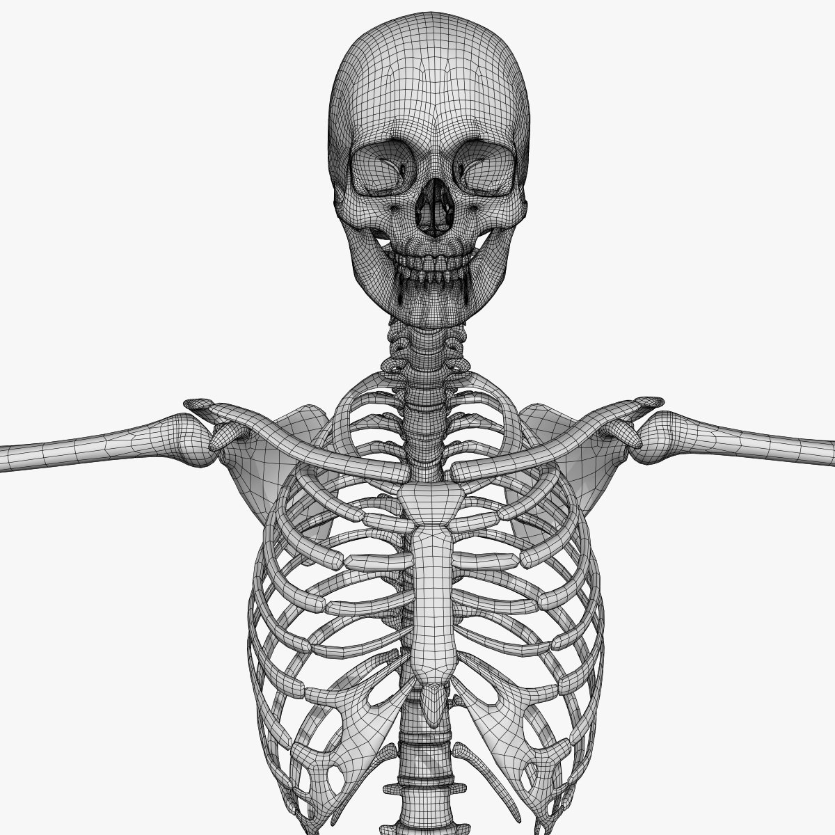 Включи скелет 3. Скелет человека. Скелет рисунок. Скелет человека картинка. Скелет человека без надписей.