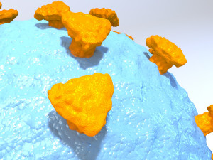 coronavirus medical model Modèle 3D
