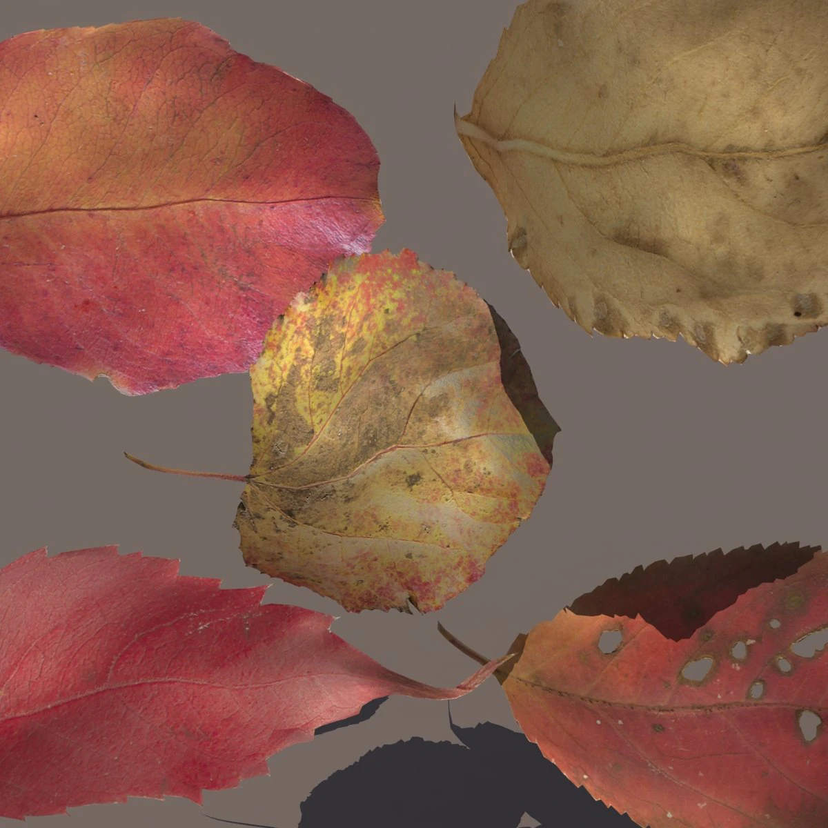 autumn fall leafs pack low poly 3D Model .c4d .max .obj .3ds .fbx .stl .blend
