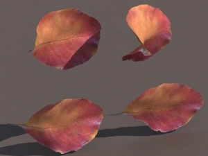 autumn fall leafs pack low poly 3D Model