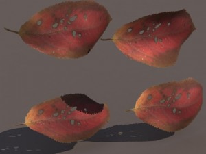 autumn fall leafs pack low poly 3D Модель