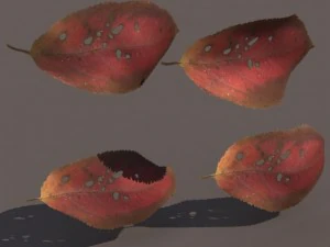 autumn fall leafs pack low poly 3D Model