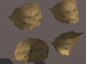 autumn fall leafs pack low poly 3D Model